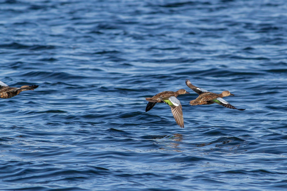 Blue-winged Teal - Bruce Gates