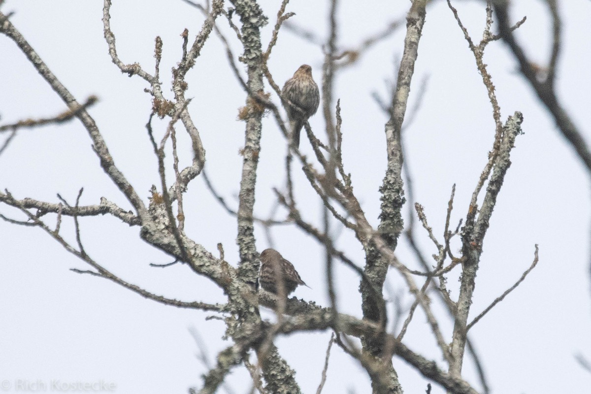 Pine Siskin - ML339990851