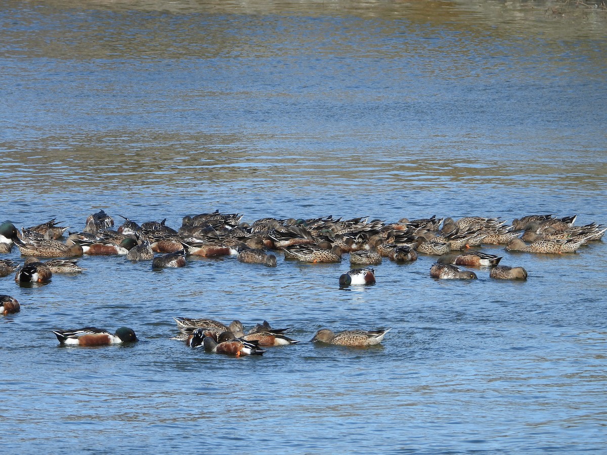 Northern Shoveler - 岳廷 蔡