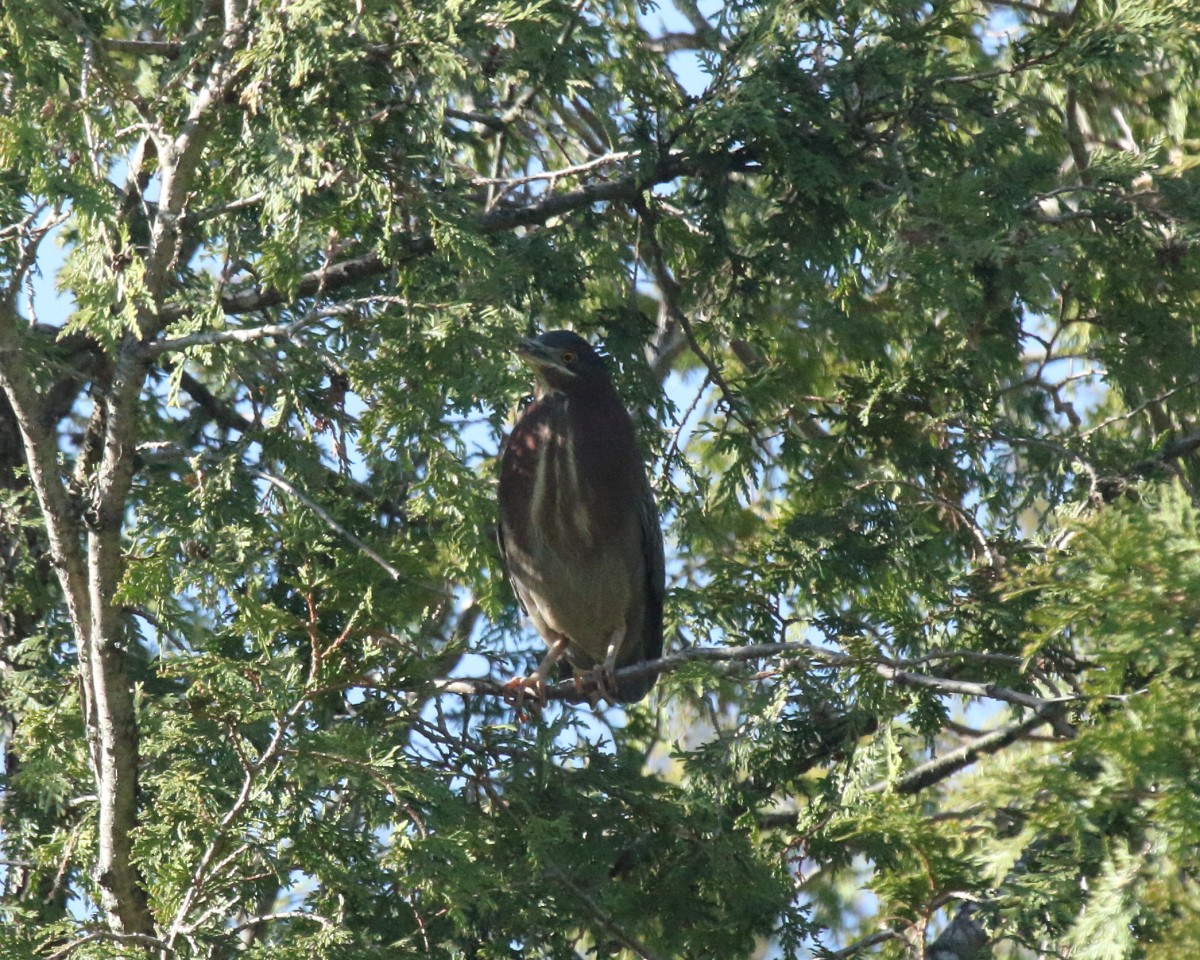 Green Heron - Mike V.A. Burrell