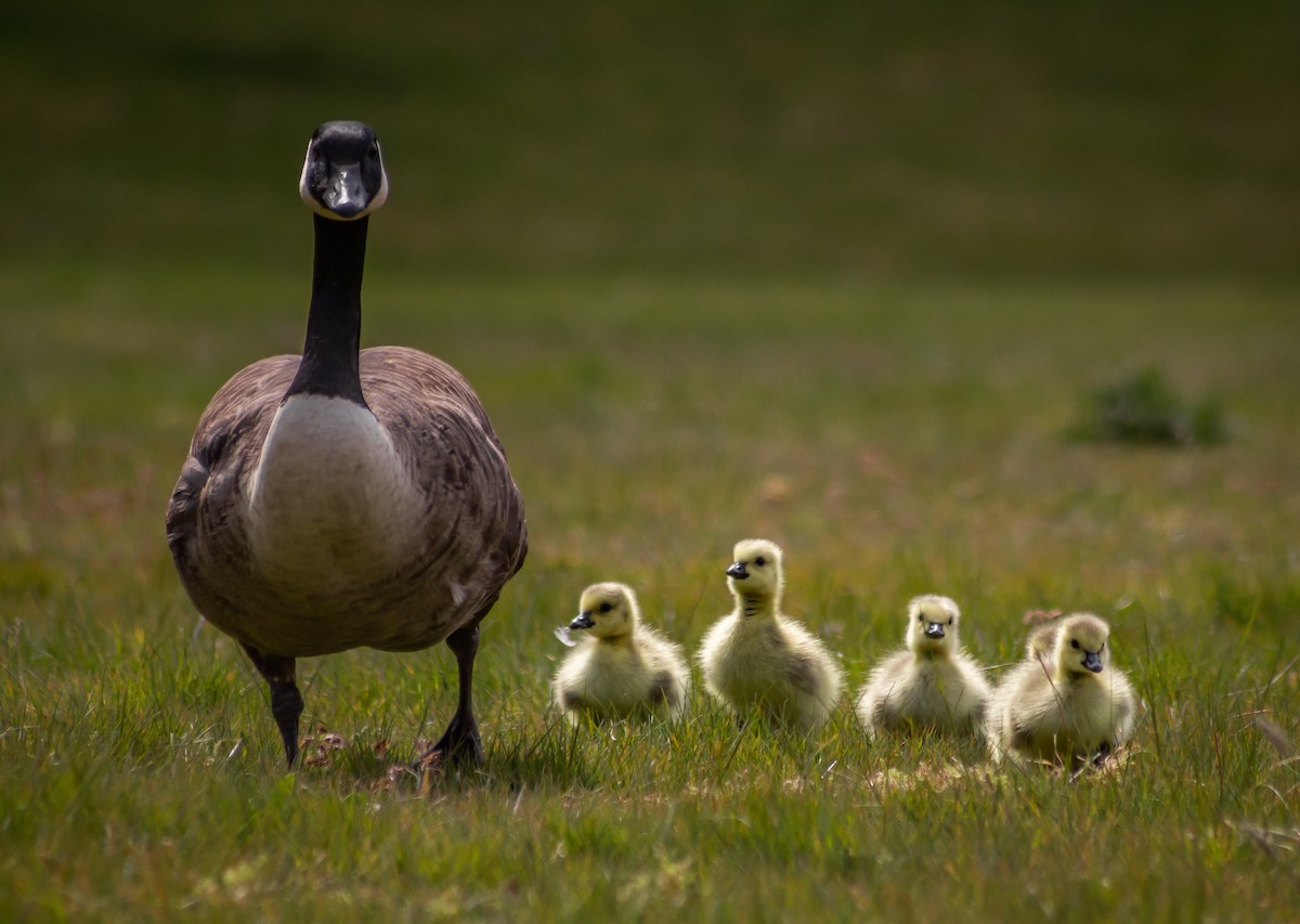 Canada Goose - ML339993511