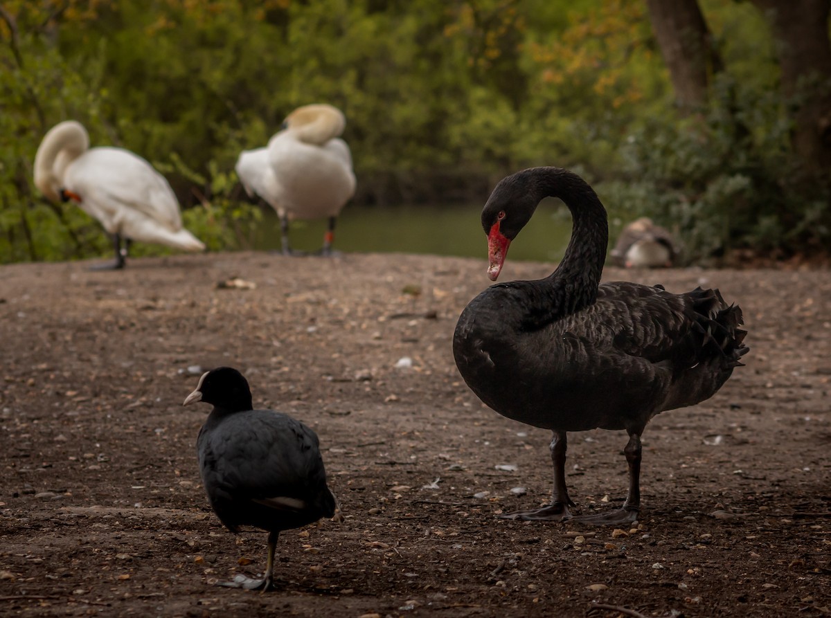 Black Swan - ML339993661
