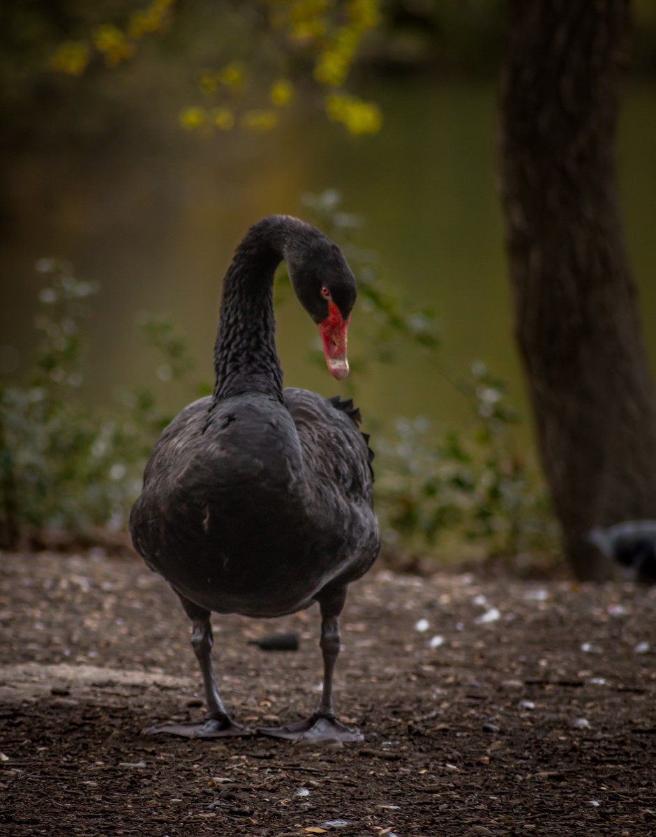 Black Swan - ML339993671