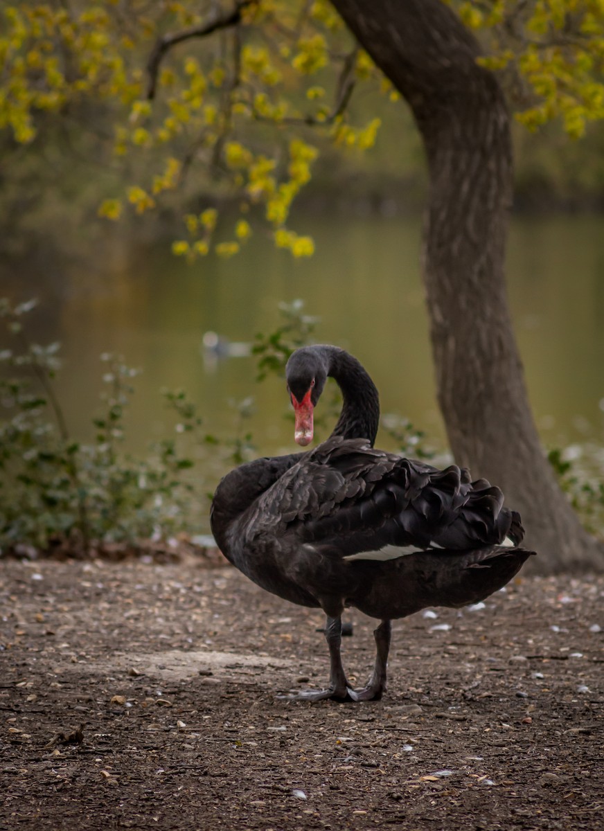 Black Swan - ML339993691