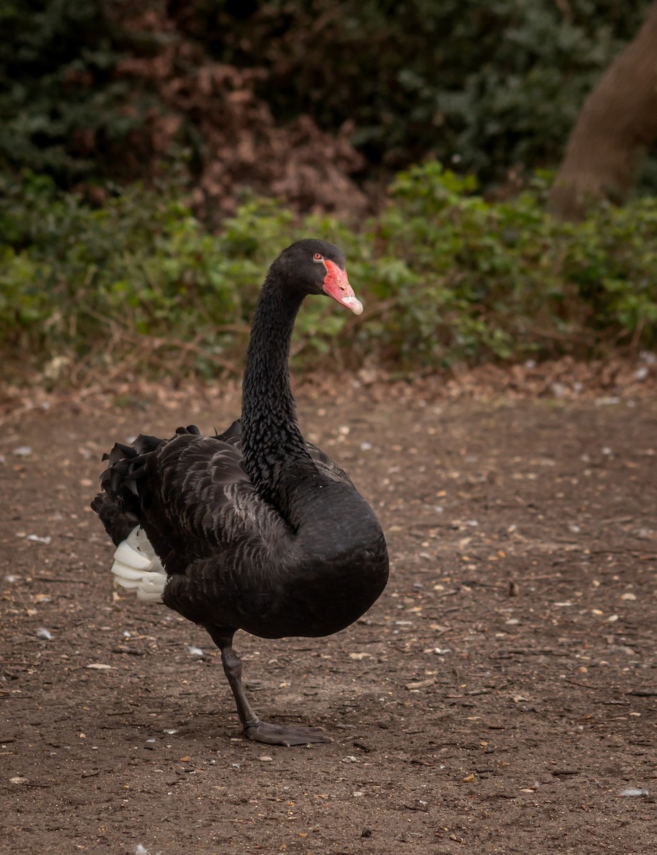 Black Swan - ML339993741