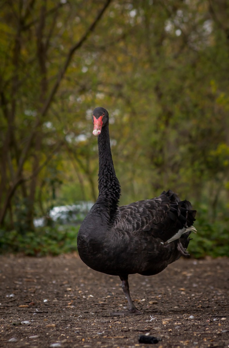 Black Swan - ML339993751