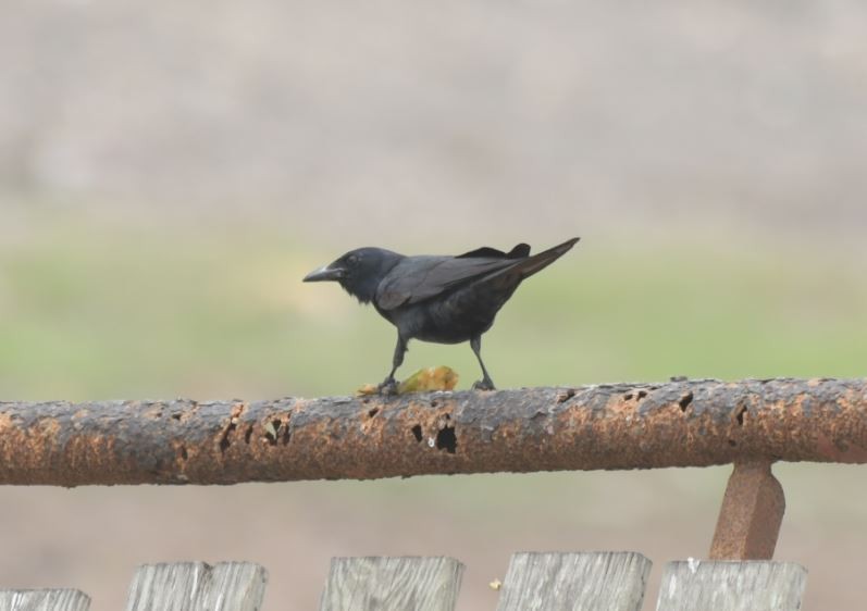 Tamaulipas Crow - ML339993791