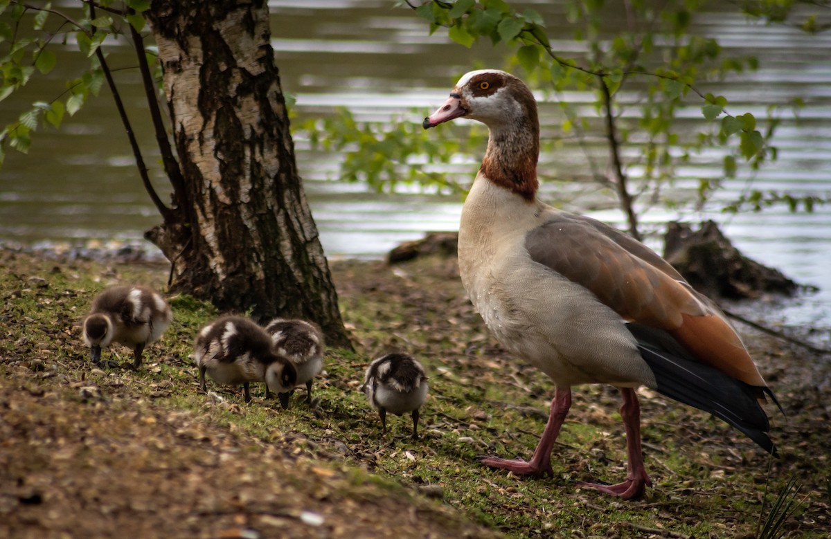 Egyptian Goose - ML339993901