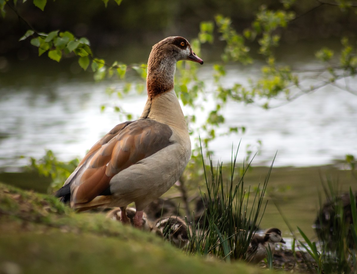 Egyptian Goose - ML339993921