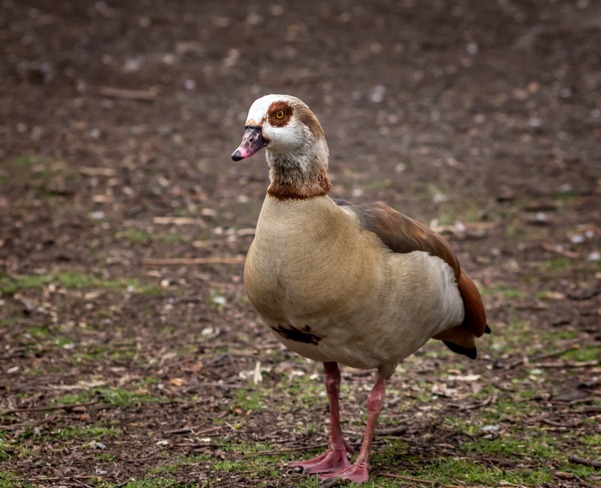 Egyptian Goose - ML339993941