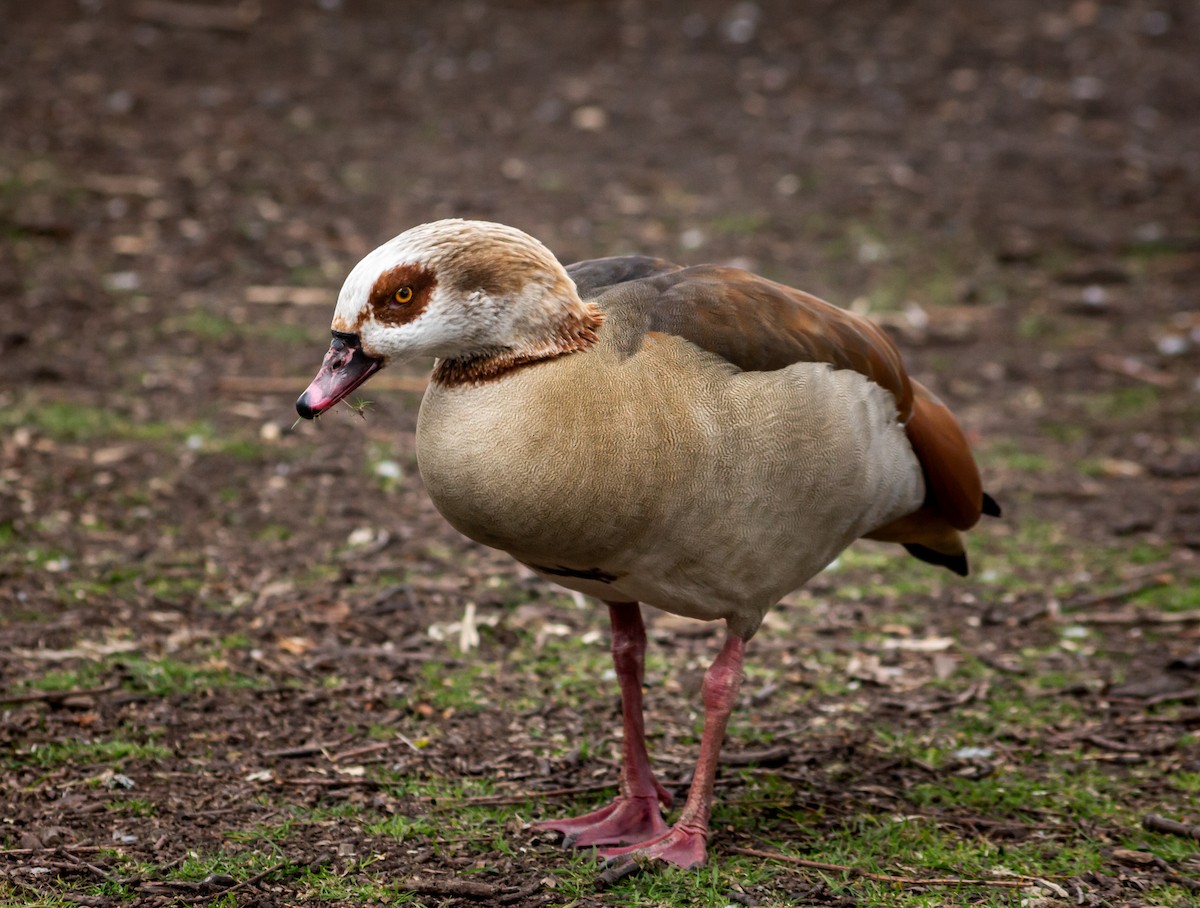 Egyptian Goose - ML339994001