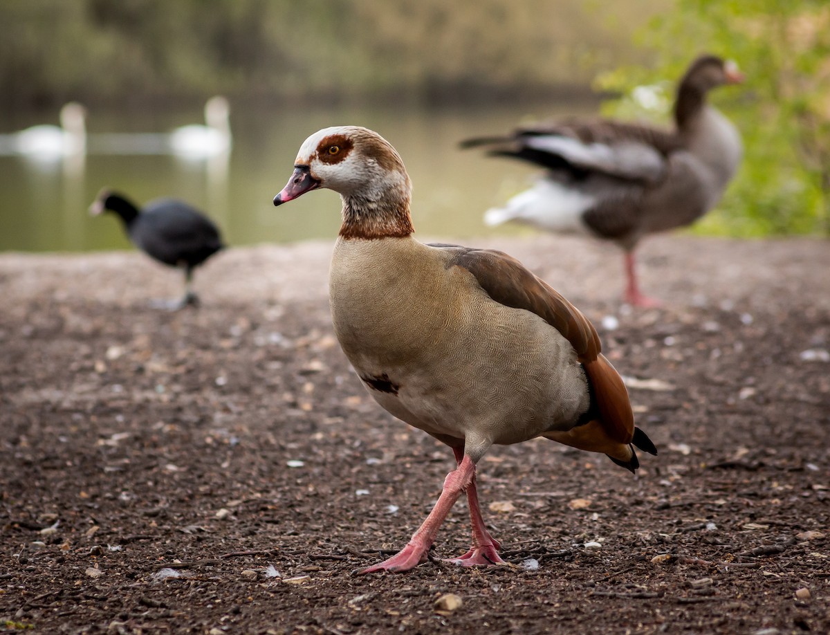 Egyptian Goose - ML339994021