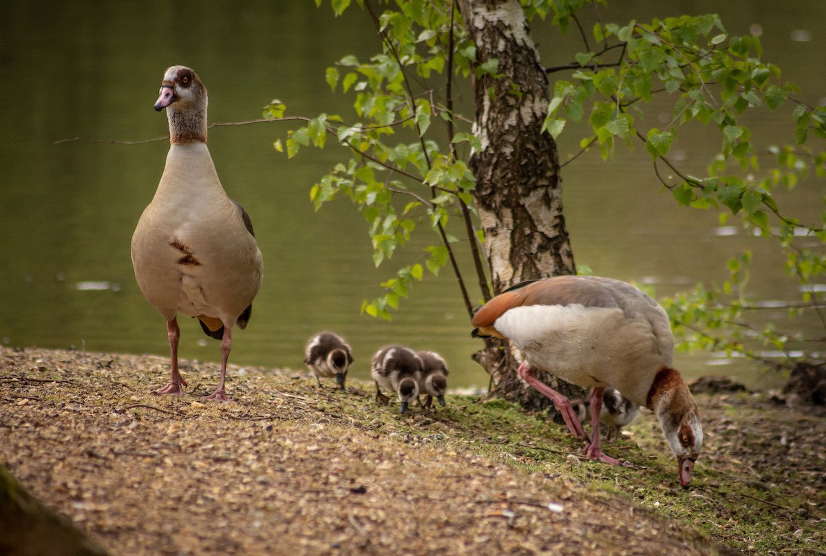 Egyptian Goose - ML339994051