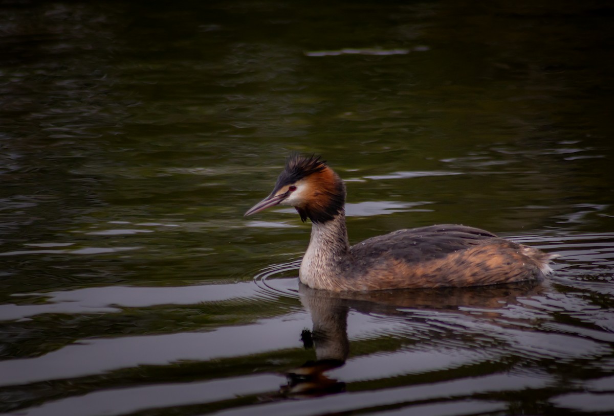 Great Crested Grebe - ML339994071