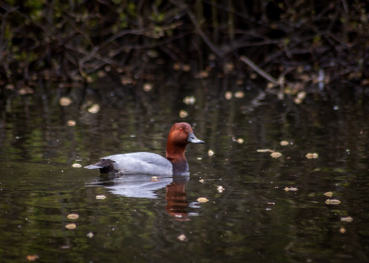 Common Pochard - ML339994091