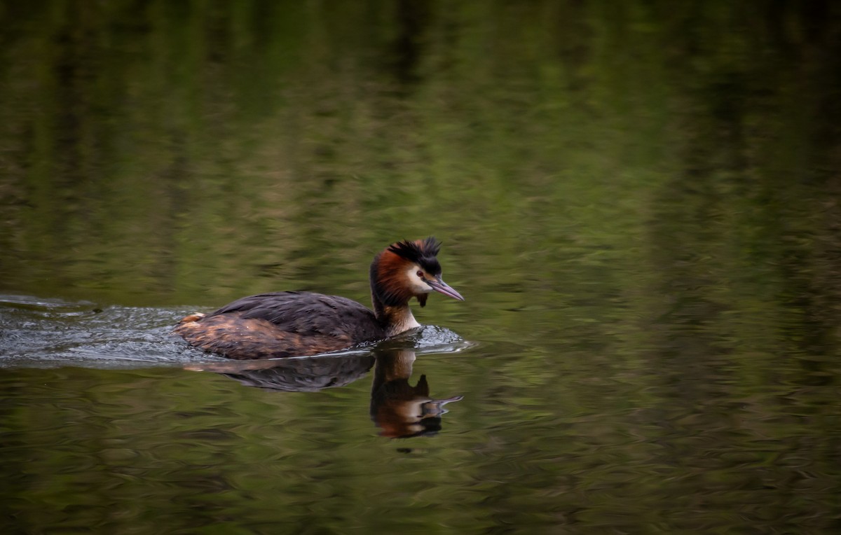Great Crested Grebe - ML339994111