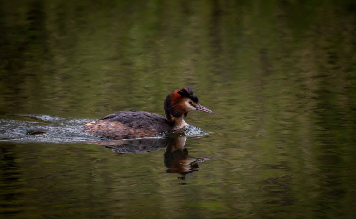 Great Crested Grebe - ML339994121