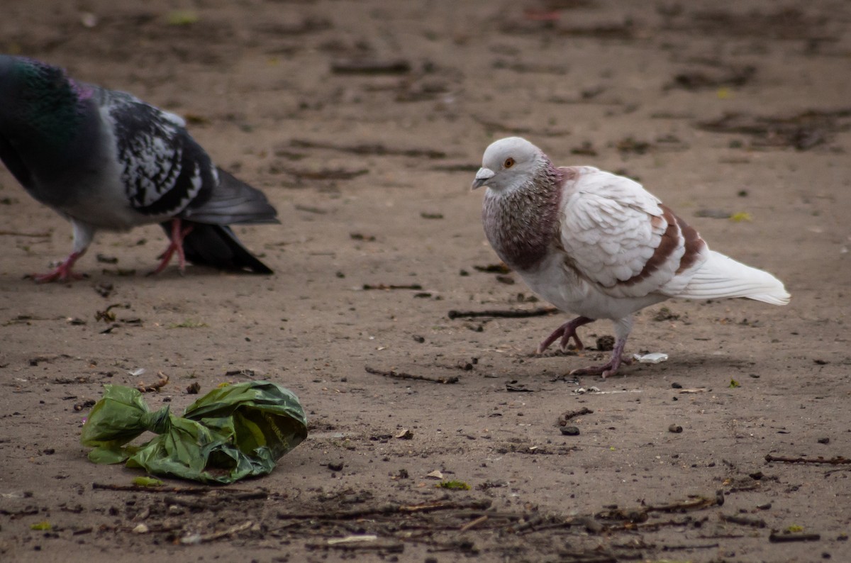 Rock Pigeon (Feral Pigeon) - ML339994331