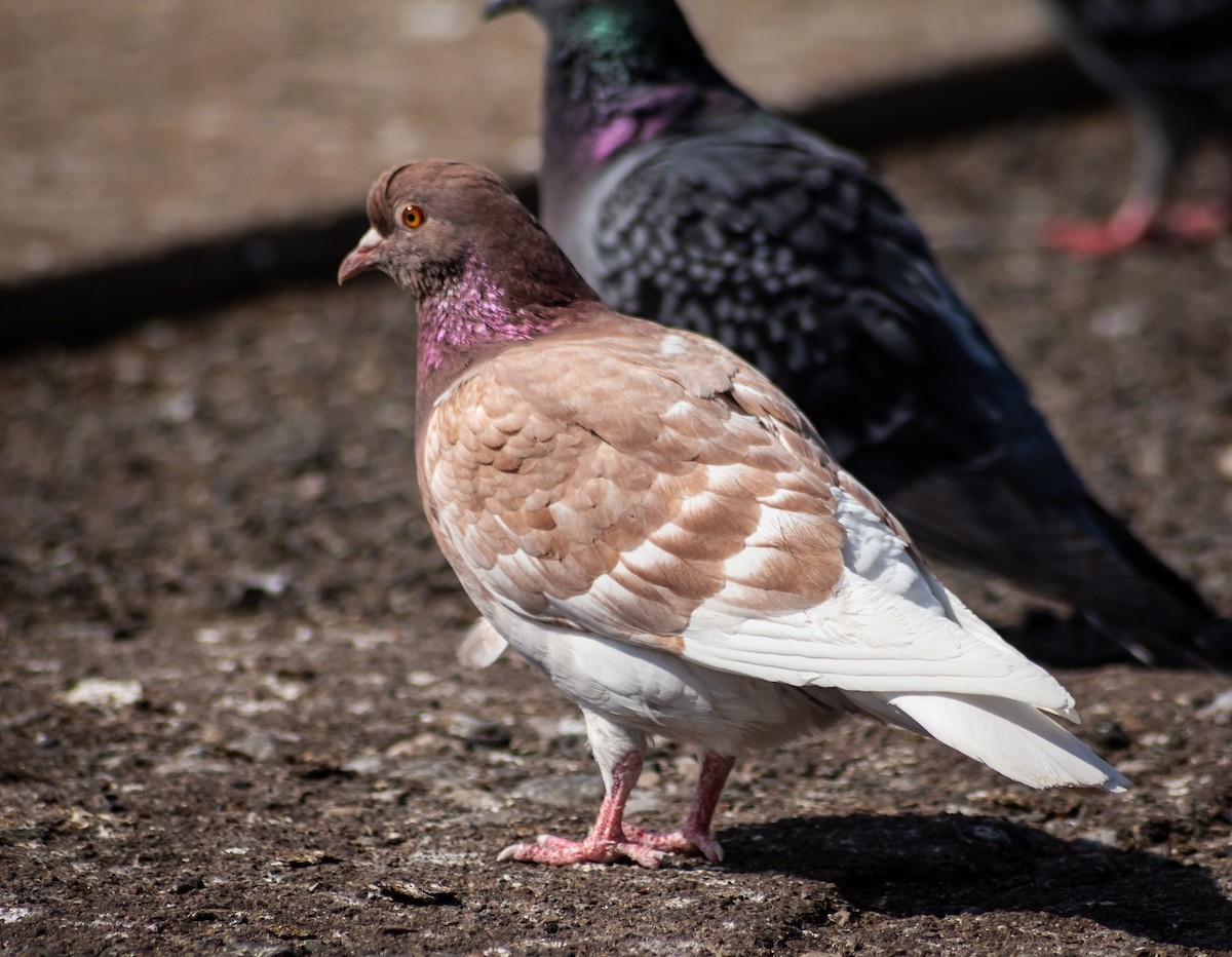 Rock Pigeon (Feral Pigeon) - ML339994371