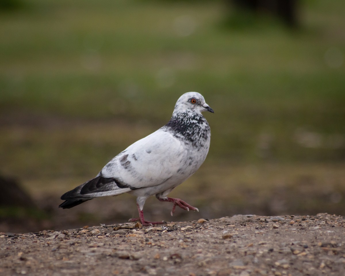 Rock Pigeon (Feral Pigeon) - ML339994411