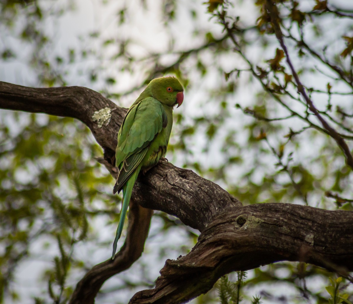 Rose-ringed Parakeet - ML339994491