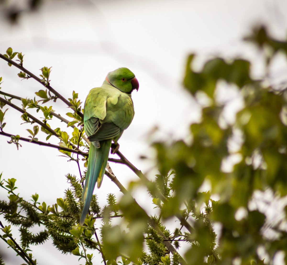 Rose-ringed Parakeet - ML339994521