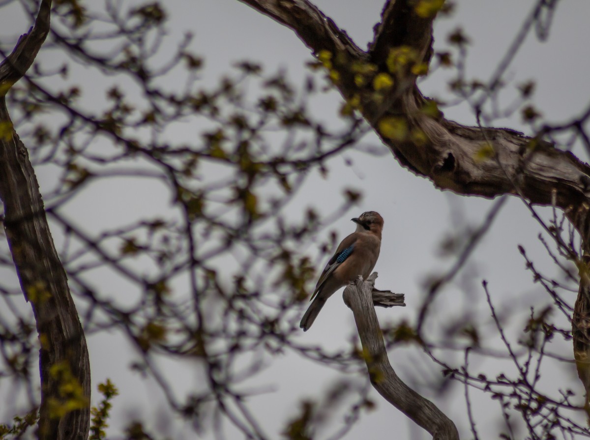 Eurasian Jay - ML339994681