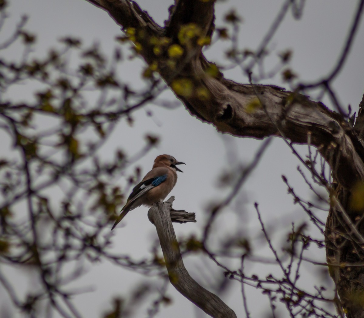Eurasian Jay - ML339994711