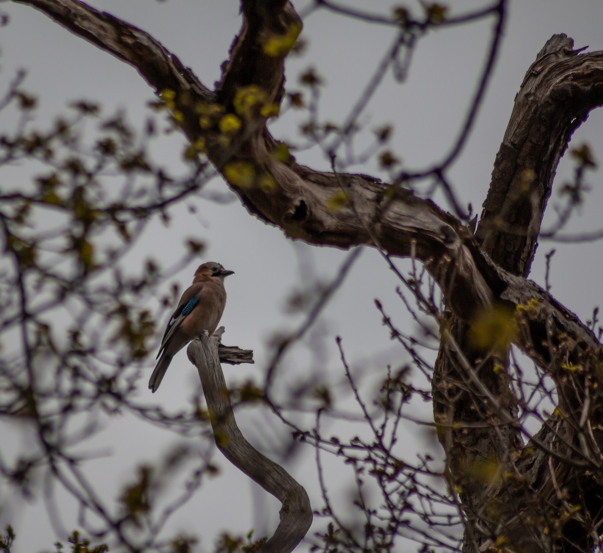 Eurasian Jay - ML339994741
