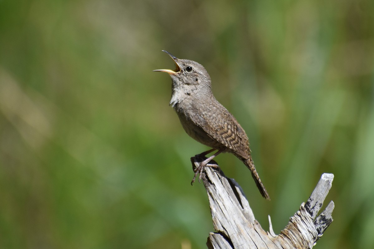 House Wren - Shelby Byerly