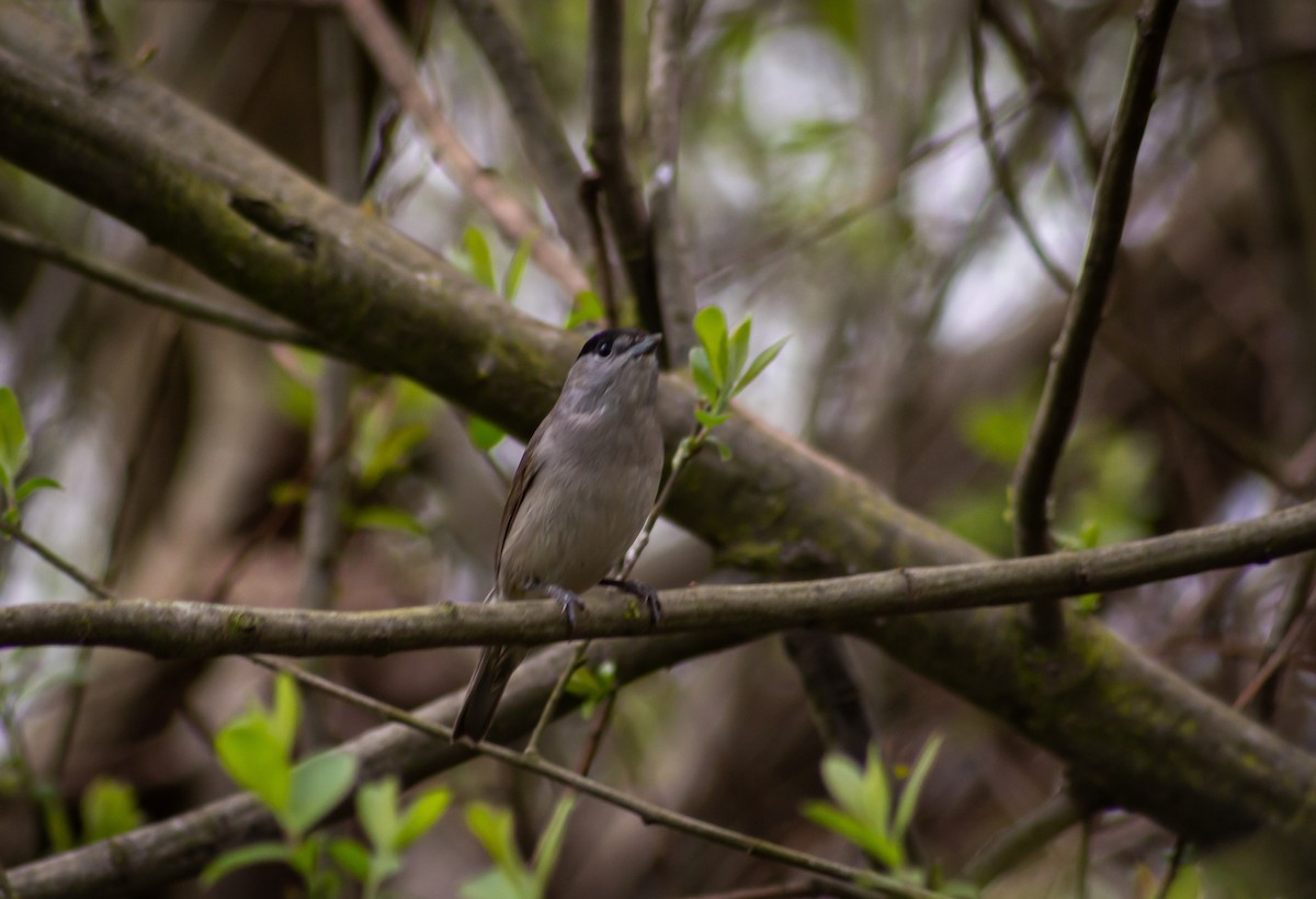 Eurasian Blackcap - ML339994881
