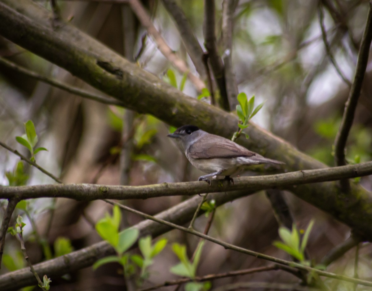 Eurasian Blackcap - ML339994911