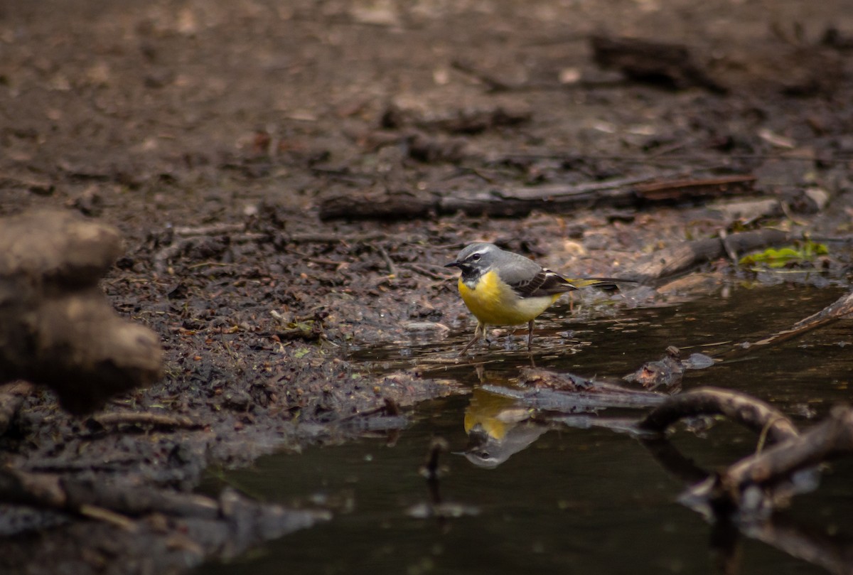 Gray Wagtail - ML339994991