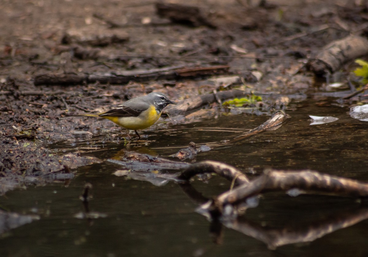 Gray Wagtail - ML339995001
