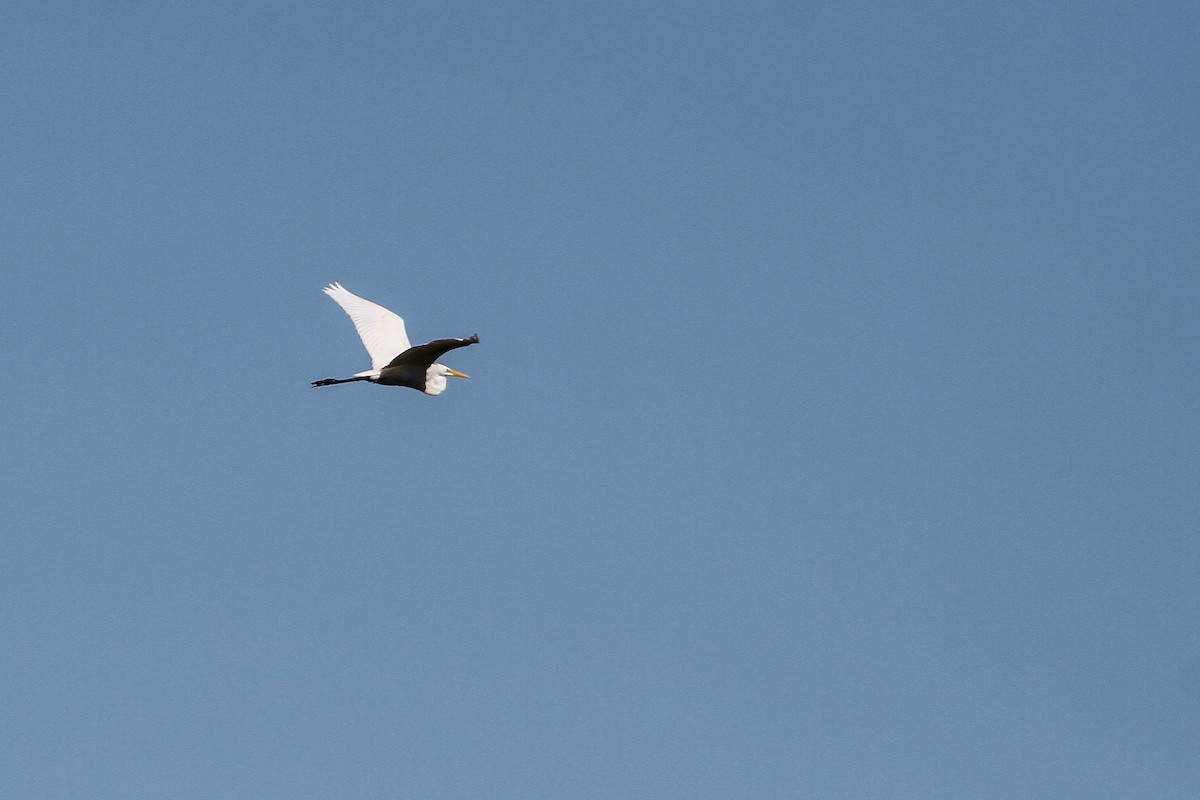 Great Egret - Bruce Gates