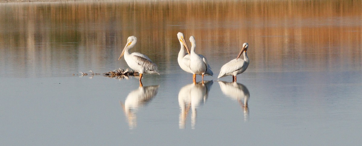 American White Pelican - Darlene Feener
