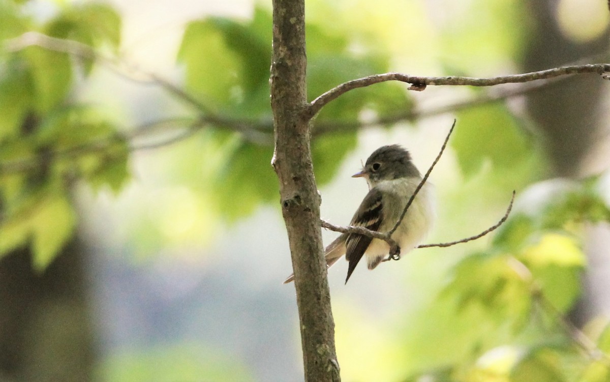 Least Flycatcher - ML339996031