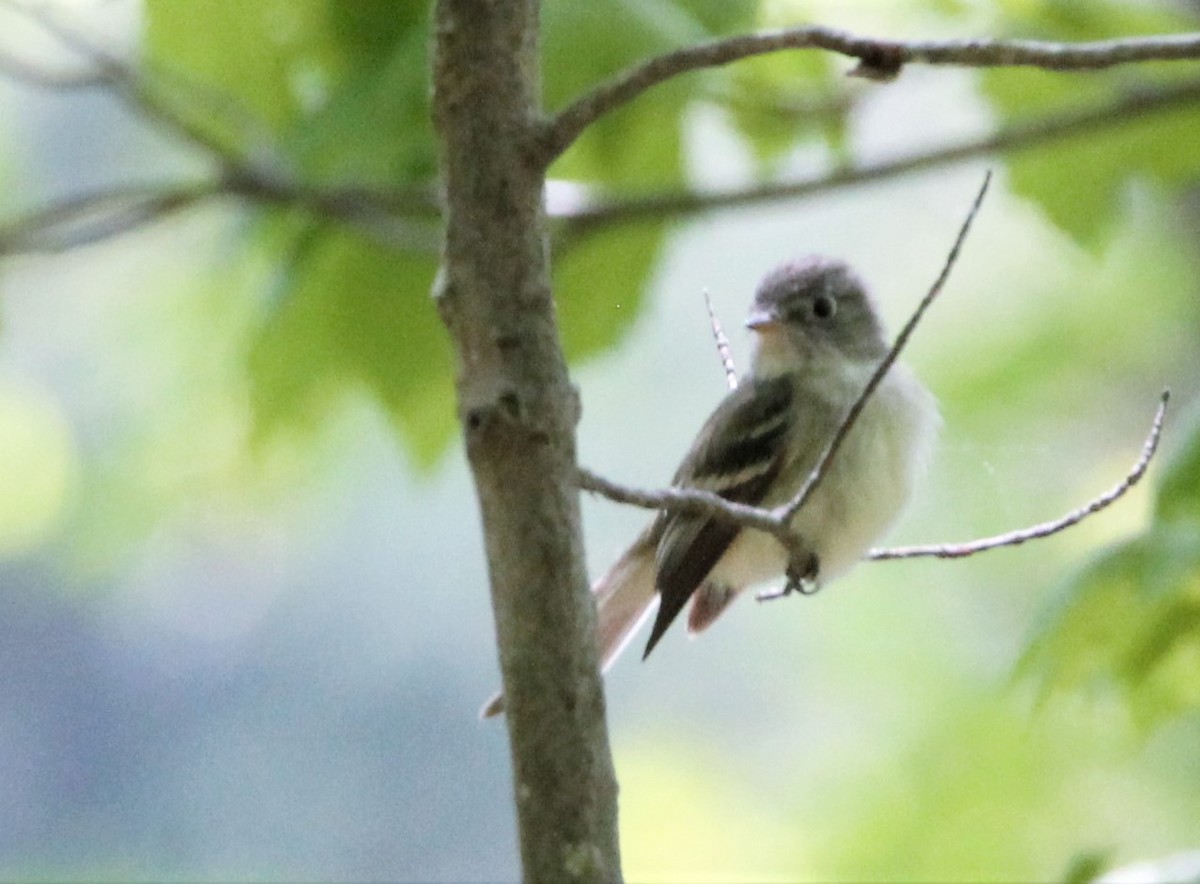 Least Flycatcher - ML339996181