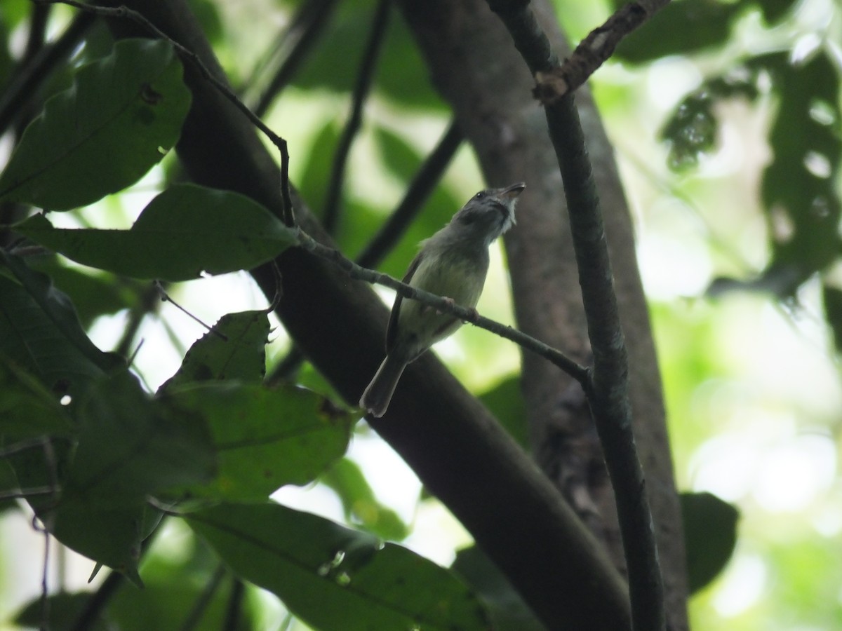 Northern Bentbill - ML33999991