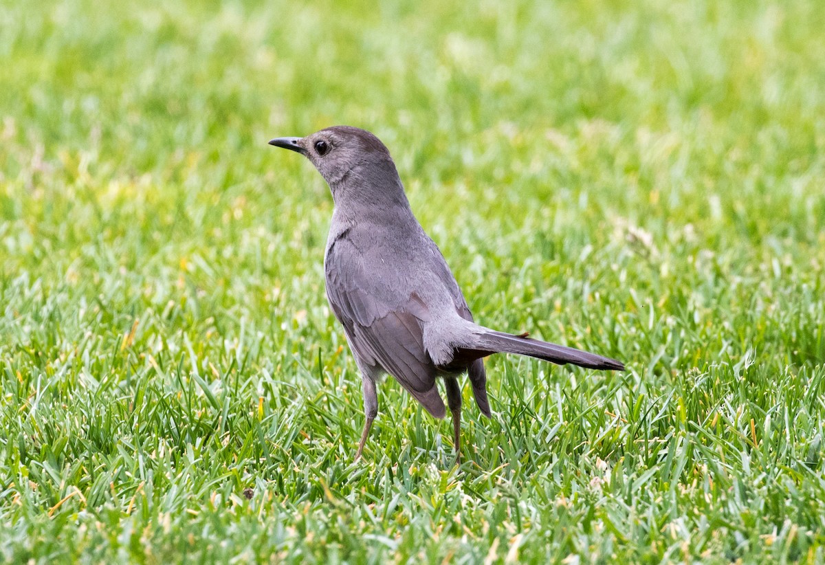 Pájaro Gato Gris - ML340001961