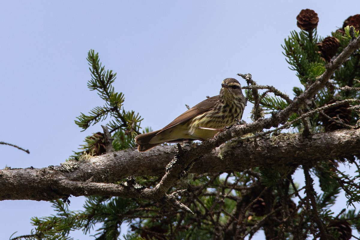 Northern Waterthrush - ML340002451