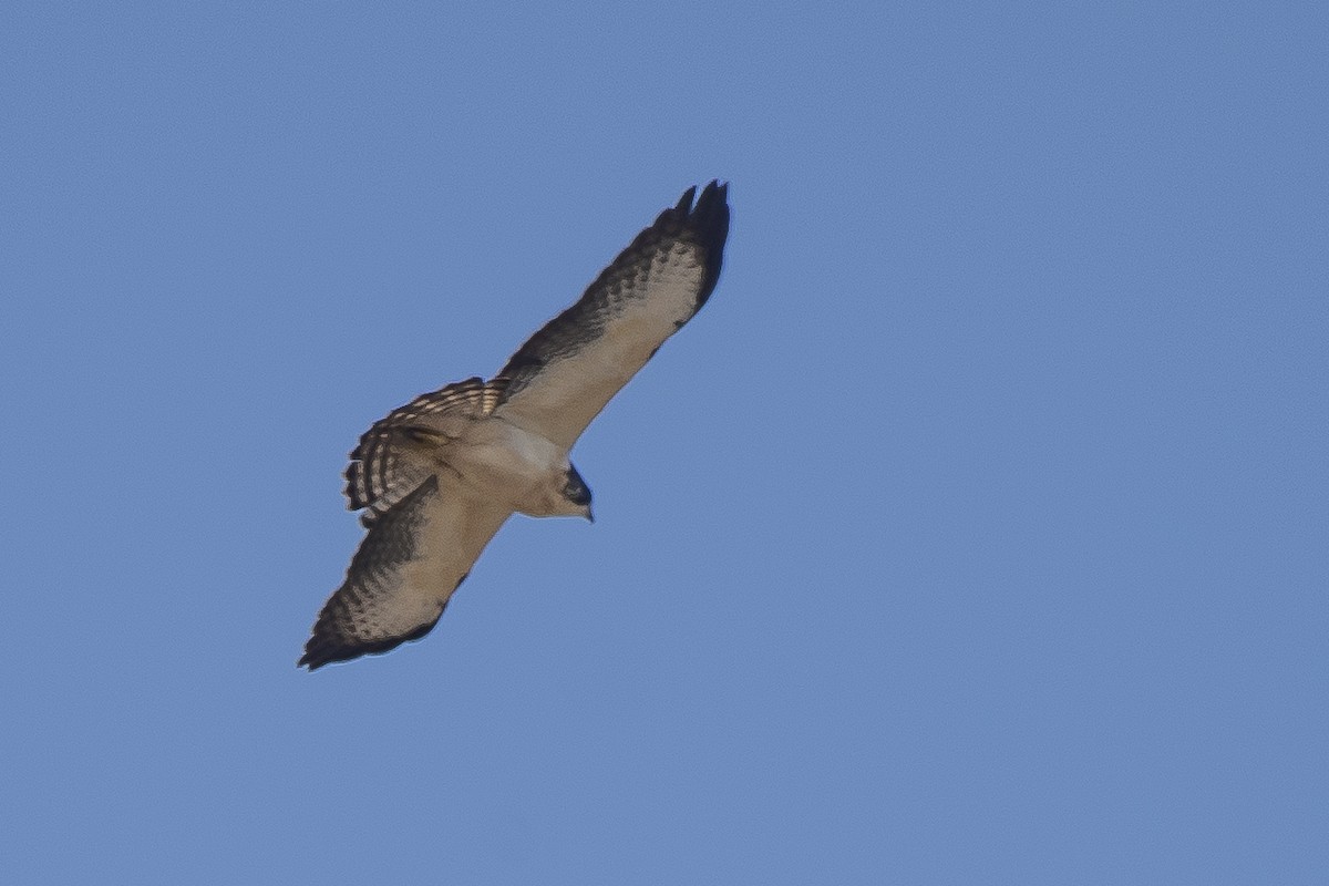 Short-tailed Hawk - Luiz Carlos Ramassotti