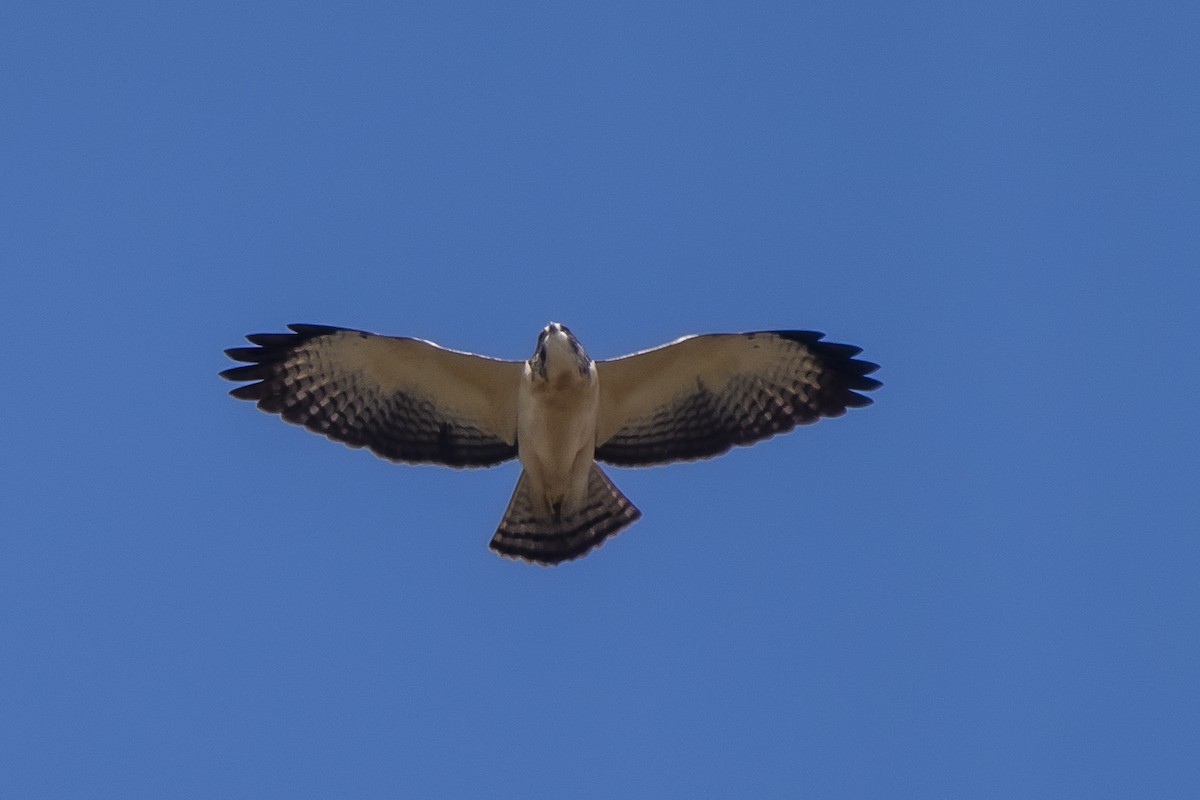 Short-tailed Hawk - ML340002721