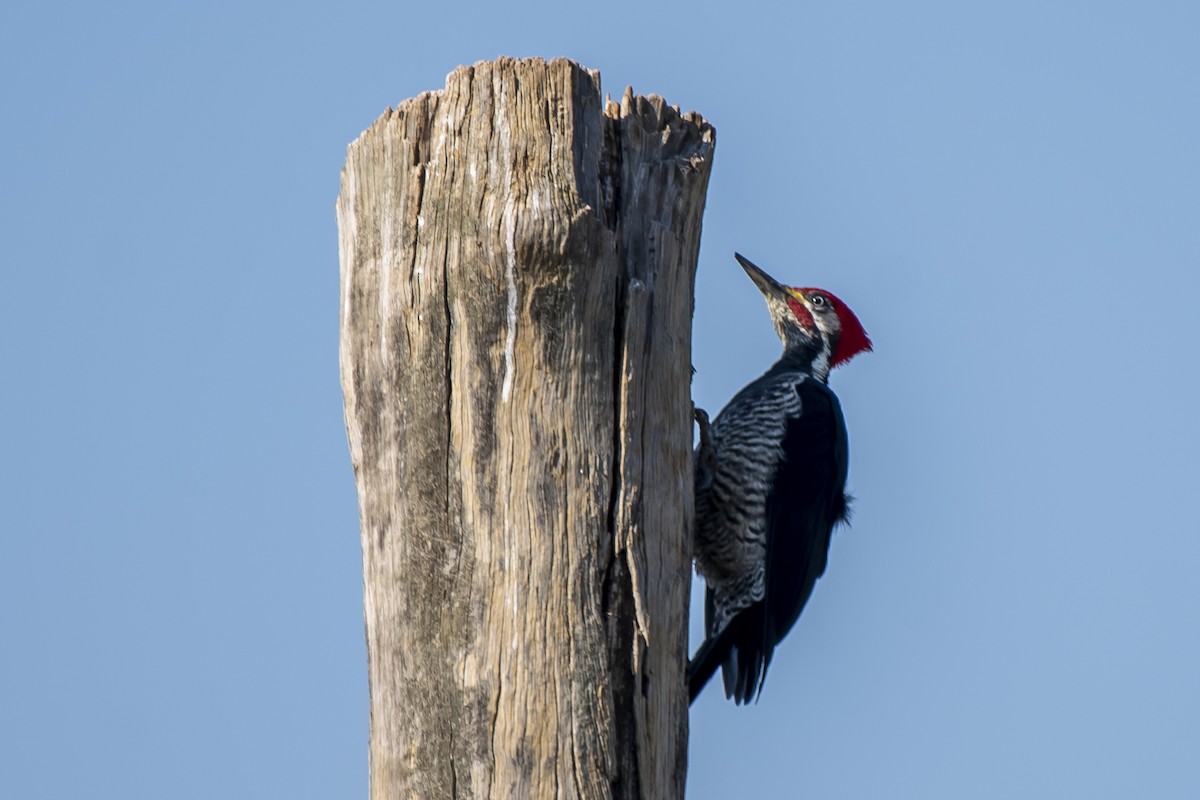 Lineated Woodpecker - ML340002871