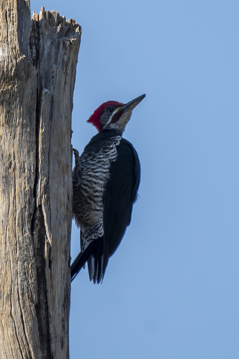 Lineated Woodpecker - ML340002911