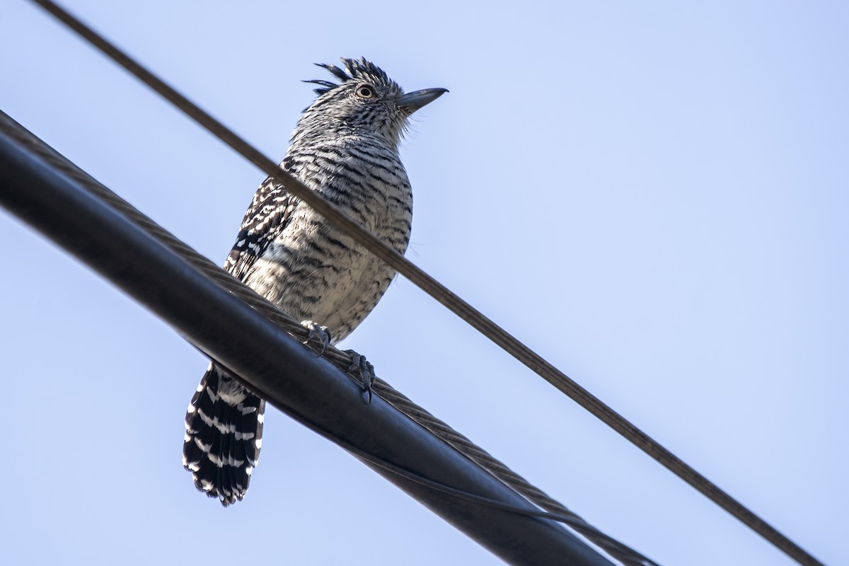 Barred Antshrike (Barred) - ML340003111