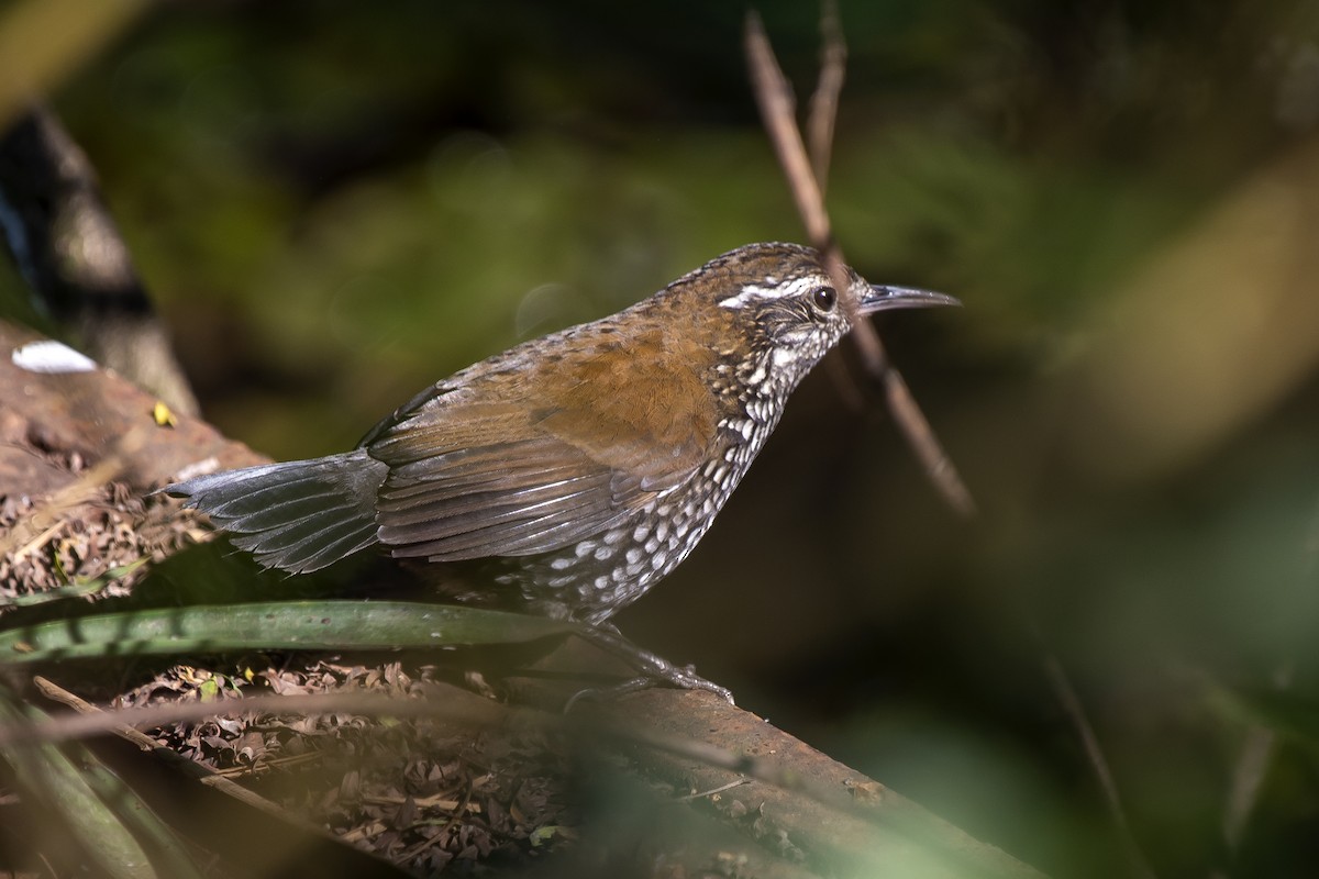 Sharp-tailed Streamcreeper - ML340003621