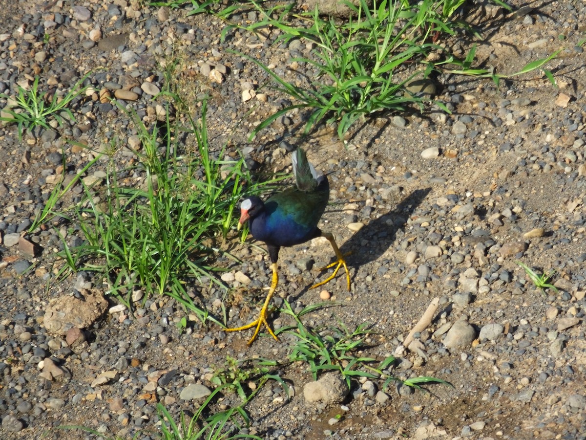 Purple Gallinule - ML34000391