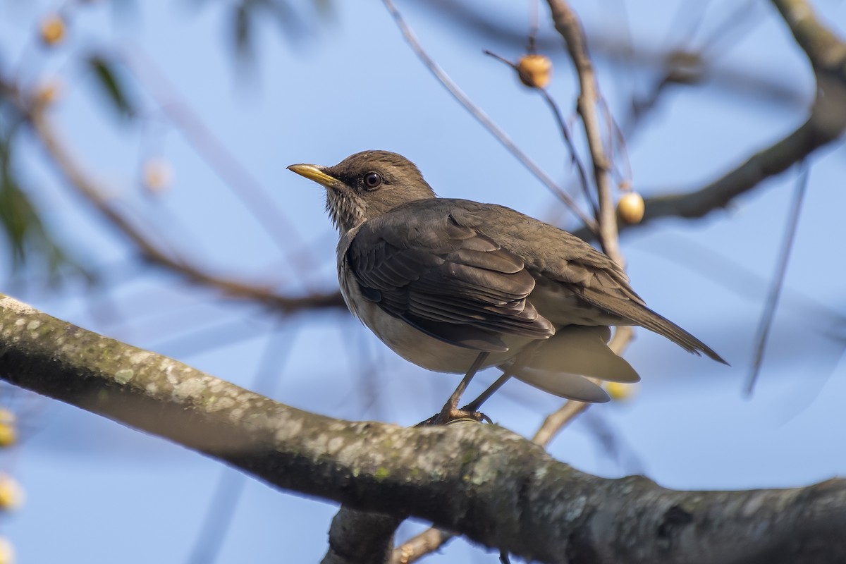 Creamy-bellied Thrush - ML340004151