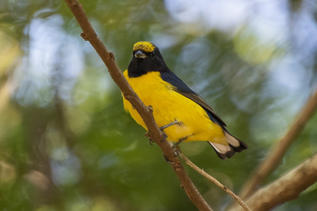 Purple-throated Euphonia - ML340004301